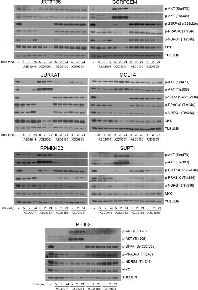 Phospho-PRAS40 (Thr246) Antibody in Western Blot (WB)