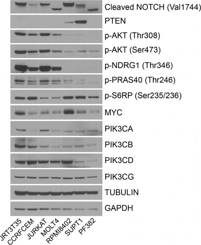 Phospho-PRAS40 (Thr246) Antibody in Western Blot (WB)