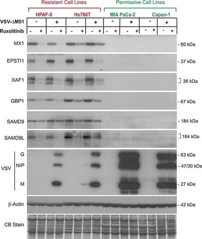 beta Actin Loading Control Antibody in Western Blot (WB)