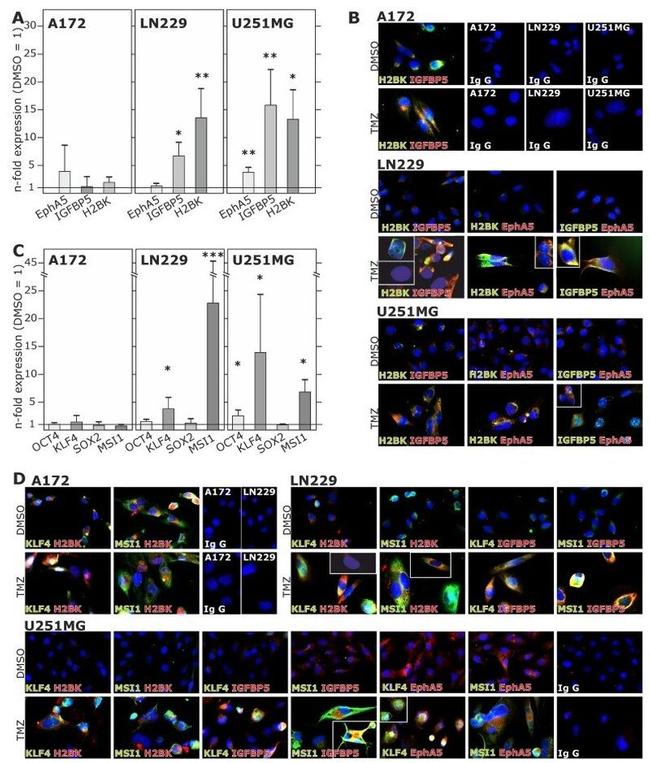 KLF4 Antibody in Immunocytochemistry (ICC/IF)