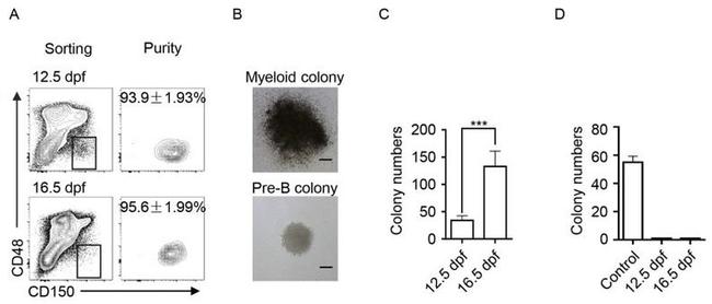 CD48 Antibody in Flow Cytometry (Flow)