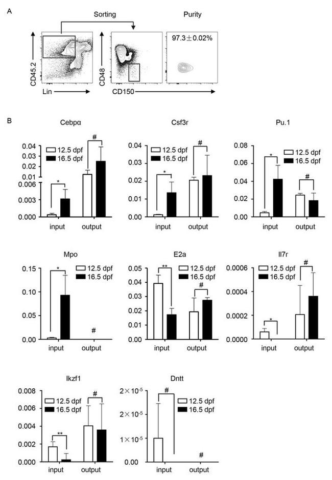 CD48 Antibody in Flow Cytometry (Flow)