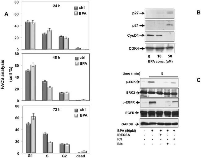 Cyclin D1 Antibody in Western Blot (WB)