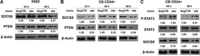 beta Actin Antibody in Western Blot (WB)