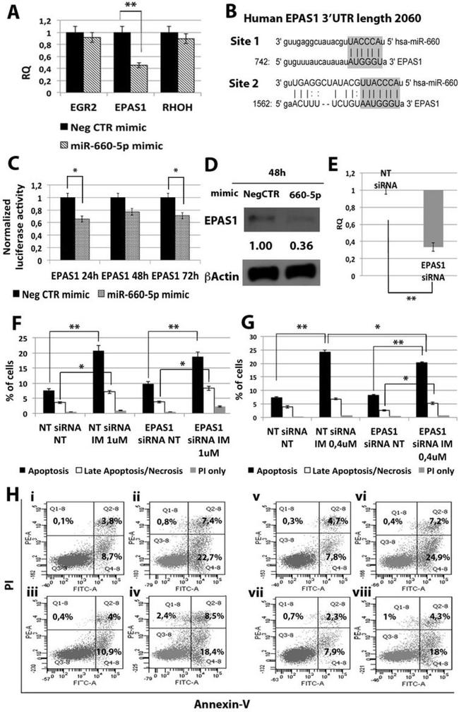 beta Actin Antibody in Western Blot (WB)