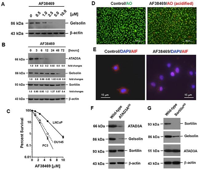 Sortilin Antibody in Western Blot (WB)