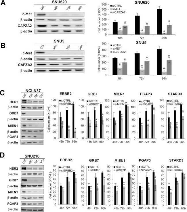 c-Met Antibody in Western Blot (WB)