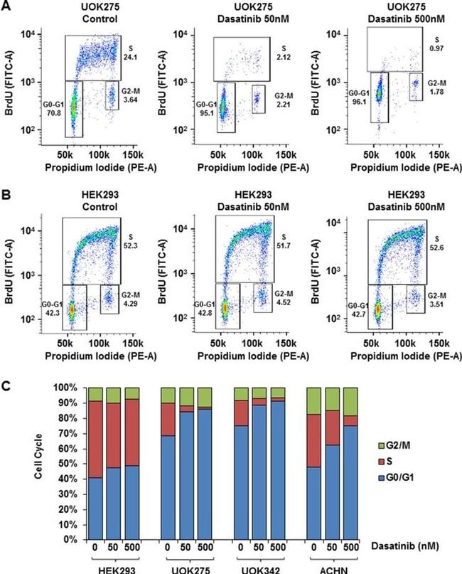 BrdU Antibody in Flow Cytometry (Flow)