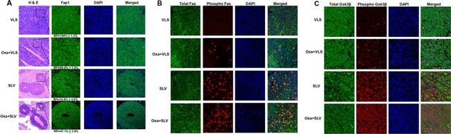 Phospho-GSK3 alpha/beta (Tyr279, Tyr216) Antibody in Immunohistochemistry (IHC)