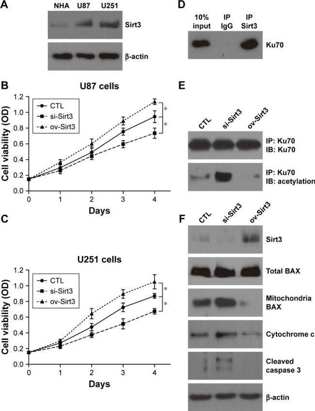 Ku70 Antibody in Western Blot, Immunoprecipitation (WB, IP)