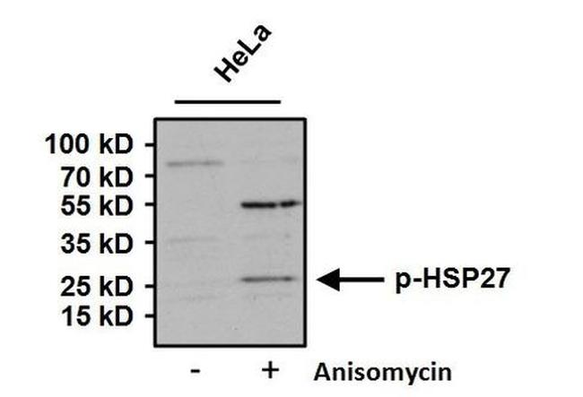 Phospho-HSP27 (Ser15) Antibody in Western Blot (WB)