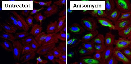 Phospho-HSP27 (Ser15) Antibody in Immunocytochemistry (ICC/IF)