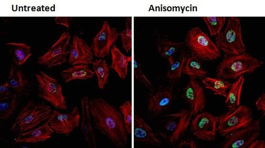 Phospho-JNK1/JNK2 (Thr183, Tyr185) Antibody in Immunocytochemistry (ICC/IF)