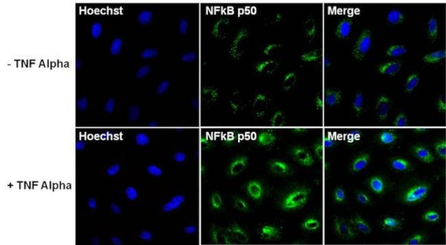 Phospho-NFkB p50 (Ser337) Antibody in Immunocytochemistry (ICC/IF)