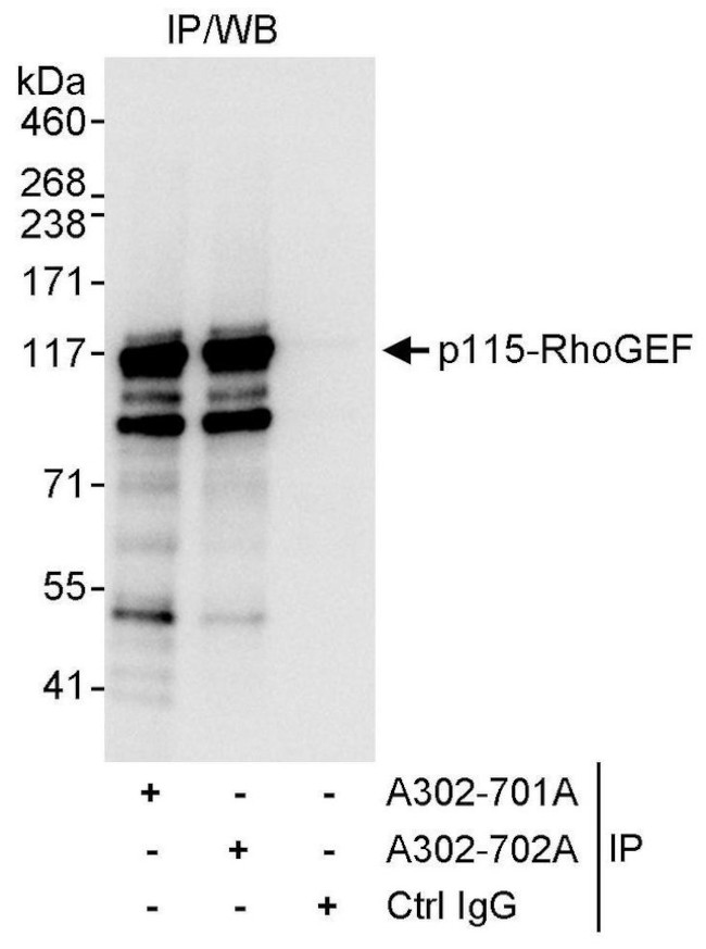 p115-RhoGEF Antibody in Immunoprecipitation (IP)