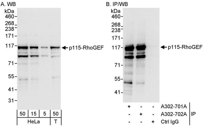 p115-RhoGEF Antibody in Western Blot (WB)