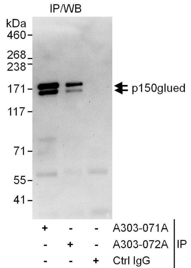 p150glued Antibody in Immunoprecipitation (IP)