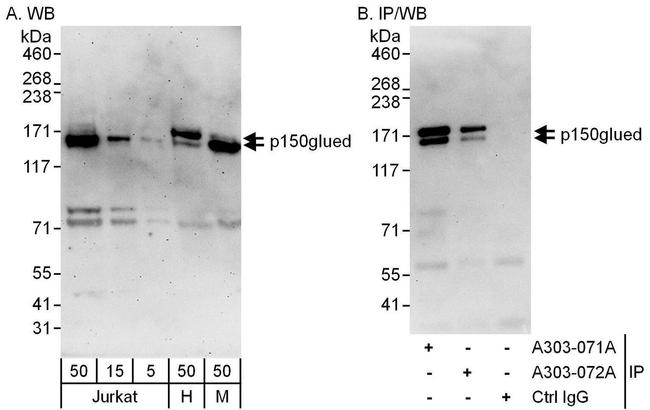 p150glued Antibody in Western Blot (WB)