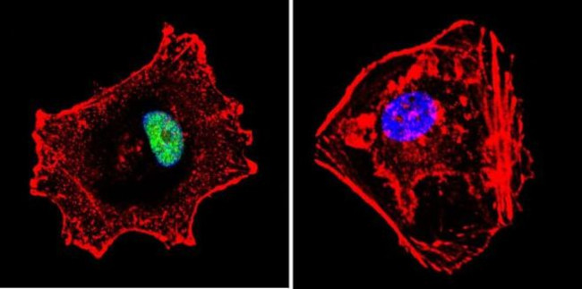 p23 Antibody in Immunocytochemistry (ICC/IF)