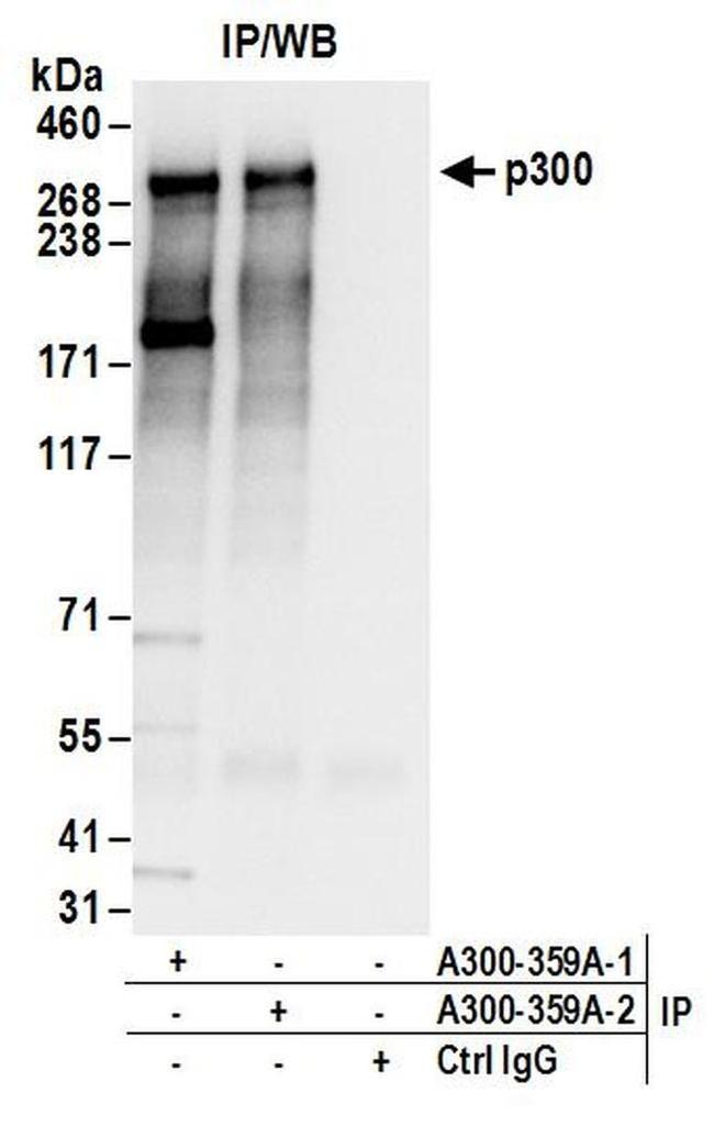 p300 Antibody in Western Blot (WB)