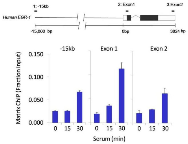 p300 Antibody in ChIP Assay (ChIP)