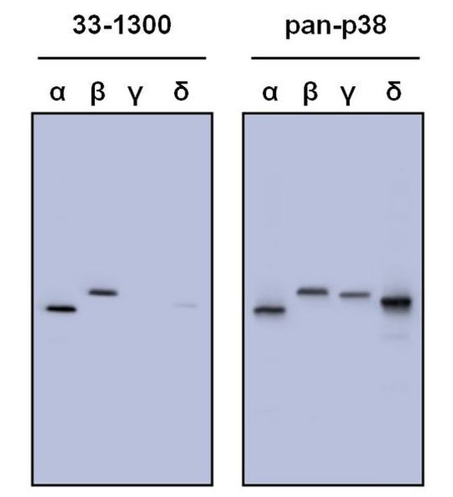 p38 MAPK Antibody in Western Blot (WB)