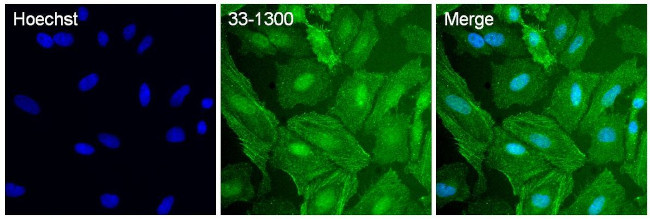 p38 MAPK Antibody in Immunocytochemistry (ICC/IF)