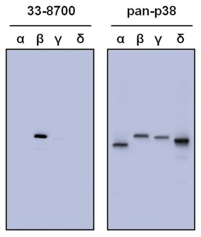 p38 MAPK beta Antibody