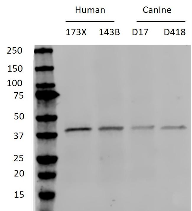 p38 MAPK alpha Antibody in Western Blot (WB)