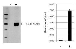 Multispecies p38 MAPK (Phospho) [pT180/pY182] InstantOne™ ELISA Kit