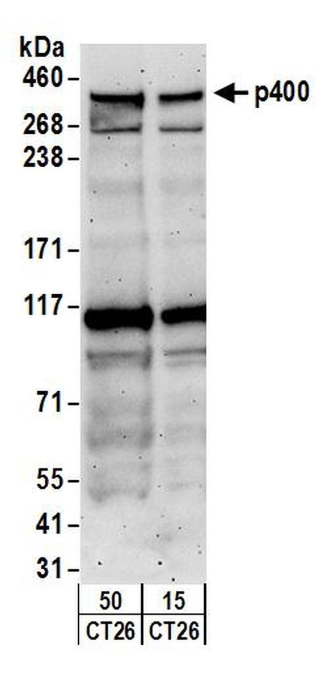 p400 Antibody in Western Blot (WB)