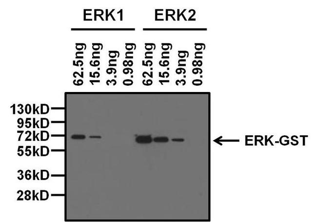 ERK2 Antibody in Western Blot (WB)