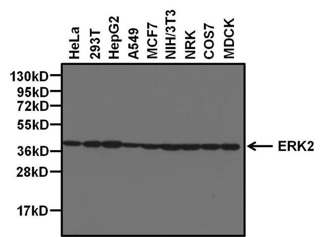 ERK2 Antibody in Western Blot (WB)