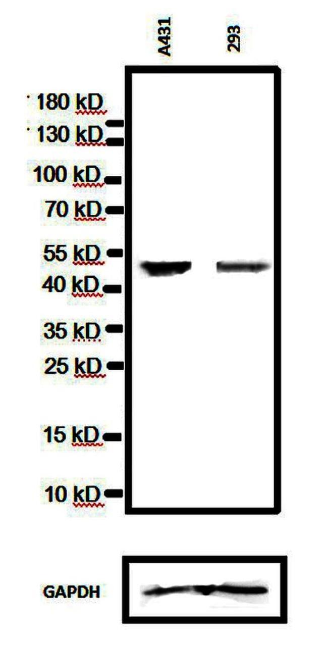 p53 Antibody in Western Blot (WB)