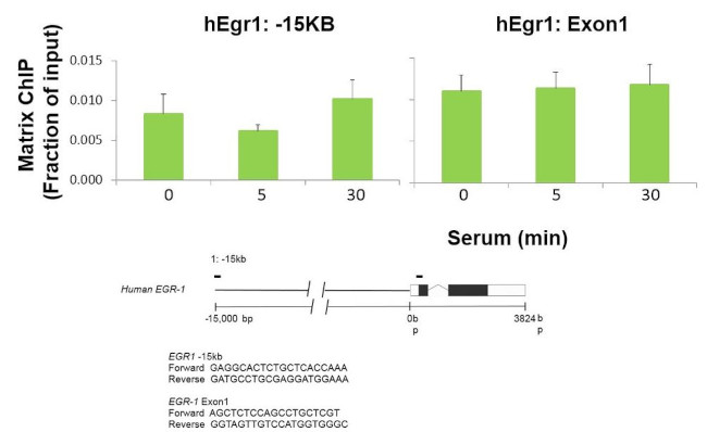 p53 Antibody in ChIP Assay (ChIP)