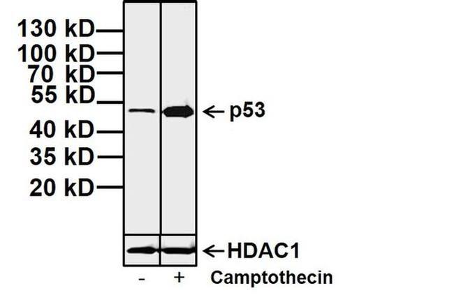 p53 Antibody in Western Blot (WB)