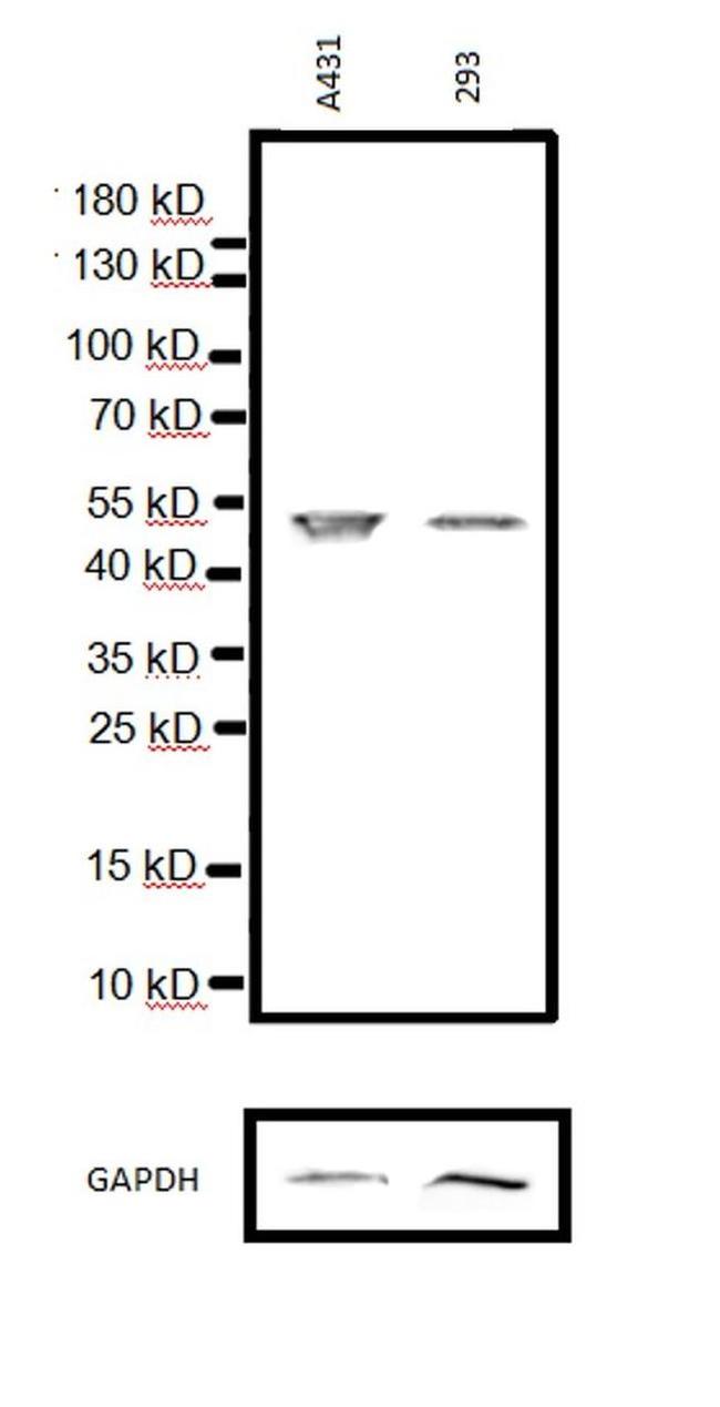 p53 Antibody in Western Blot (WB)