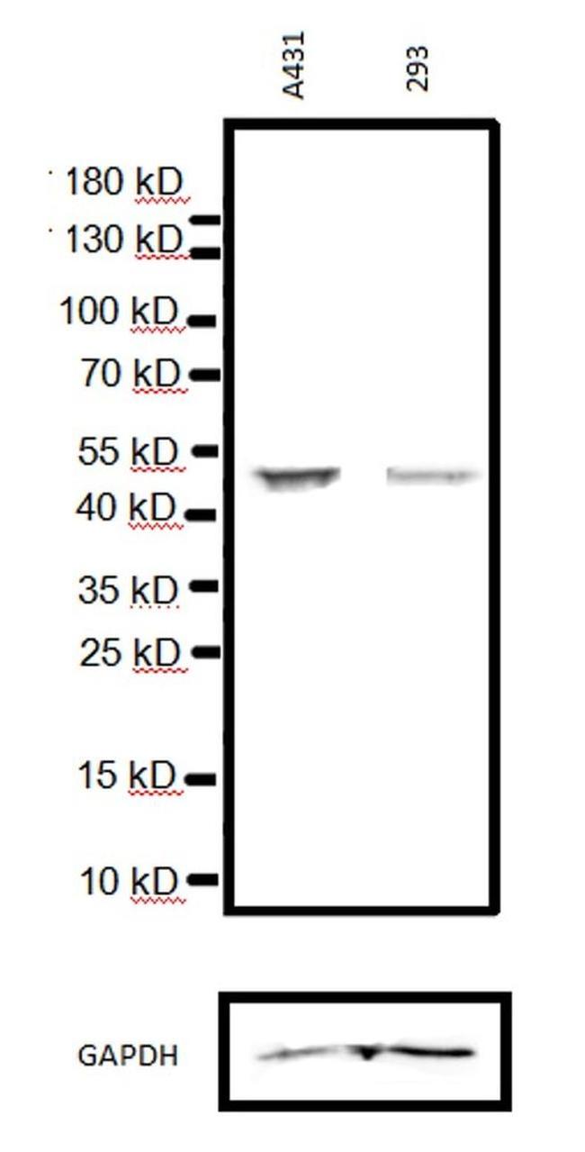 p53 Antibody in Western Blot (WB)