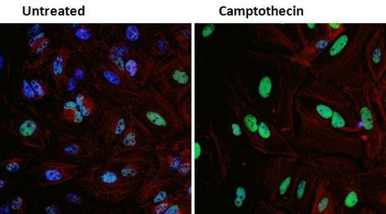 p53 Antibody in Immunocytochemistry (ICC/IF)