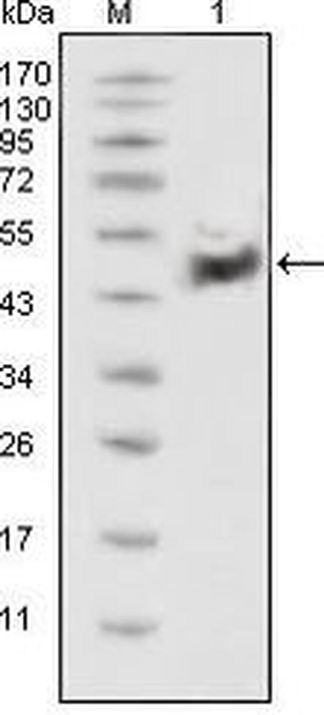 p53 Antibody in Western Blot (WB)