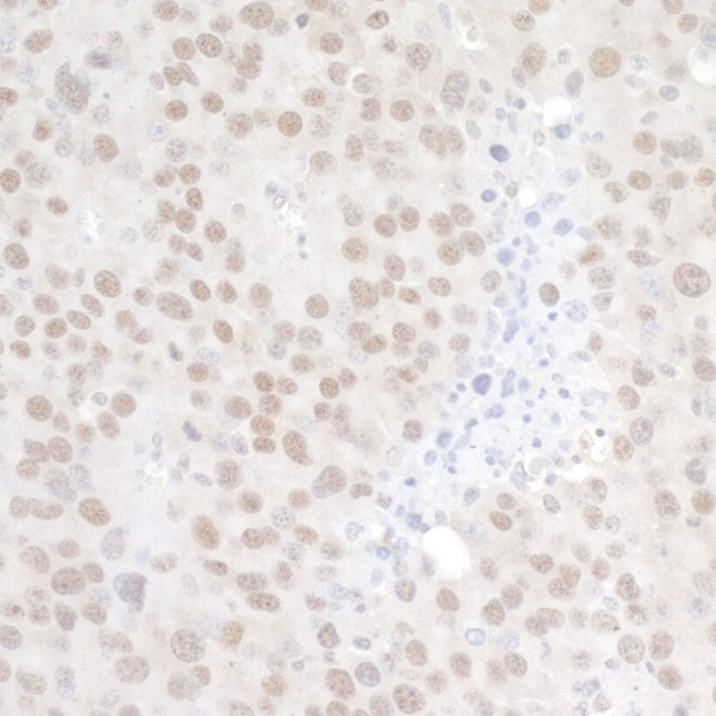 p66alpha Antibody in Immunohistochemistry (IHC)