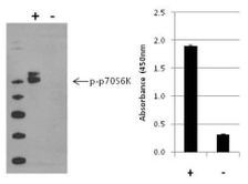 Multispecies p70 S6 Kinase (Phospho) [pT389] InstantOne™ ELISA Kit