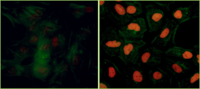 Phospho-KAP-1 (Ser824) Antibody in Immunocytochemistry (ICC/IF)