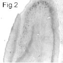 SAP102 Antibody in Immunohistochemistry (IHC)