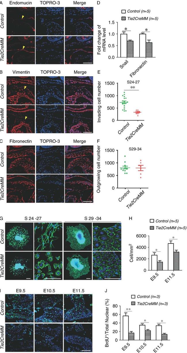 Endomucin Antibody in Immunohistochemistry (IHC)