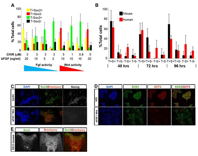 Nanog Antibody in Immunohistochemistry (IHC)