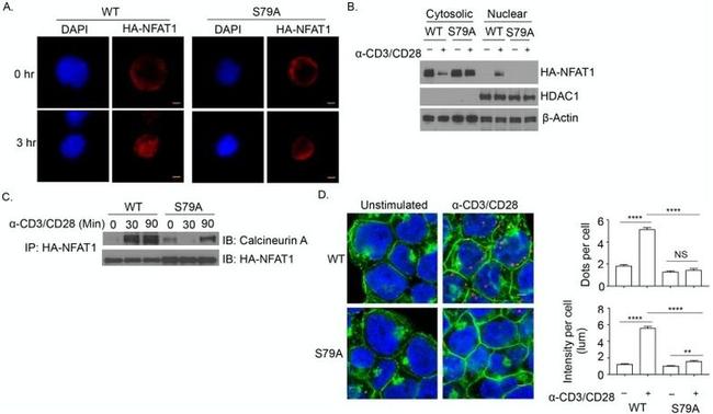 NFATC2 Antibody in Immunocytochemistry (ICC/IF)