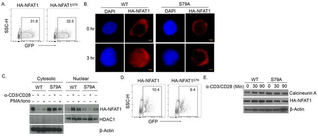 NFATC2 Antibody in Western Blot, Immunocytochemistry (WB, ICC/IF)