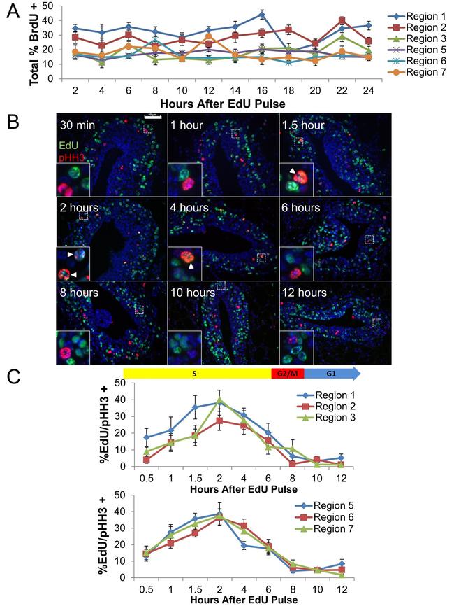 BrdU Antibody in Immunohistochemistry (IHC)