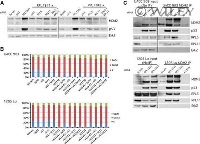 RPL11 Antibody in Western Blot (WB)